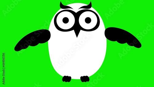 Wallpaper Mural Animated funny white and black owl flies. Looped video. Vector illustration isolated on a green background. Torontodigital.ca