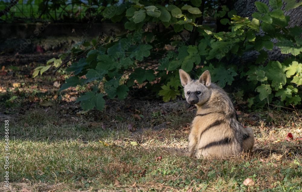 Erdwolf, Proteles cristatus hyrio, lies on the grass and observes the surroundings. Erdwolf, Proteles cristatus hyrio, lies on the grass and observes the surroundings.
