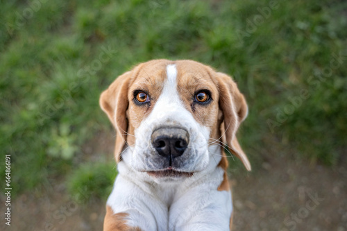 beagle dog portrait © Sabina