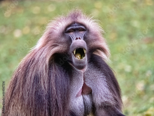 A male Gelada, Theropithecus gelada, yawns and shows his massive canines.