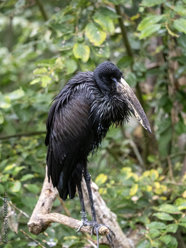 African openbill, Anastomus lamelligerus, sits on a tall tree and observes the surroundings photo