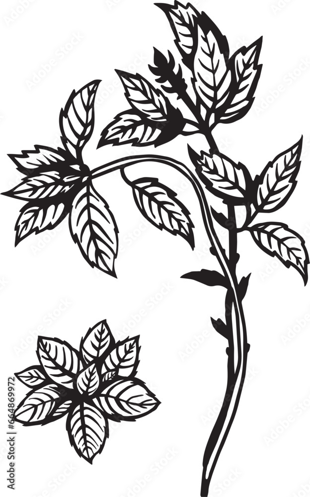 Fototapeta premium Basil Kitchen herb. Hand drawn vector plant illustration