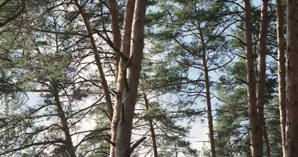 Pine forest, strong wind, swaying tree tops. Movement of tree trunks. Pine forest, strong wind, swaying tree tops. Movement of tree trunks.