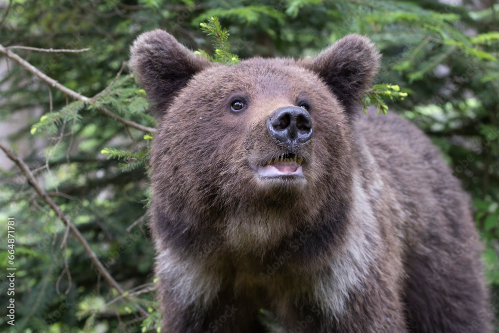 Brown bear close up headshot in green forest. Brown bear close up headshot in green forest.