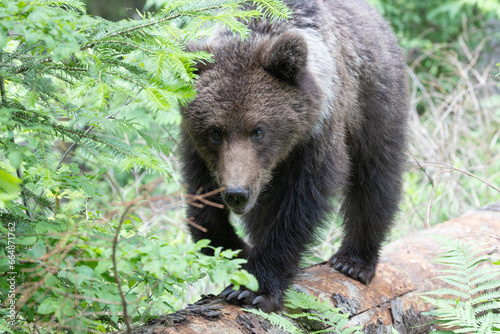 Brown bear walking on fallen tree in spruce forest.