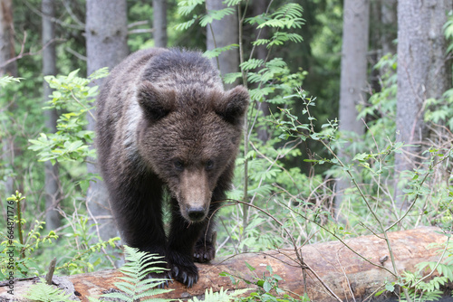 Brown bear walking on fallen tree in spruce forest.