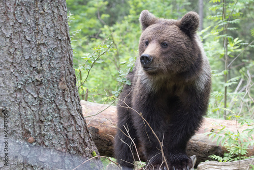 Brown bear walking on fallen tree in spruce forest.