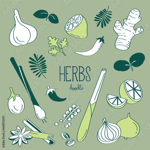 Doodle herbs. Hand drawn vector illustrator of herbs.