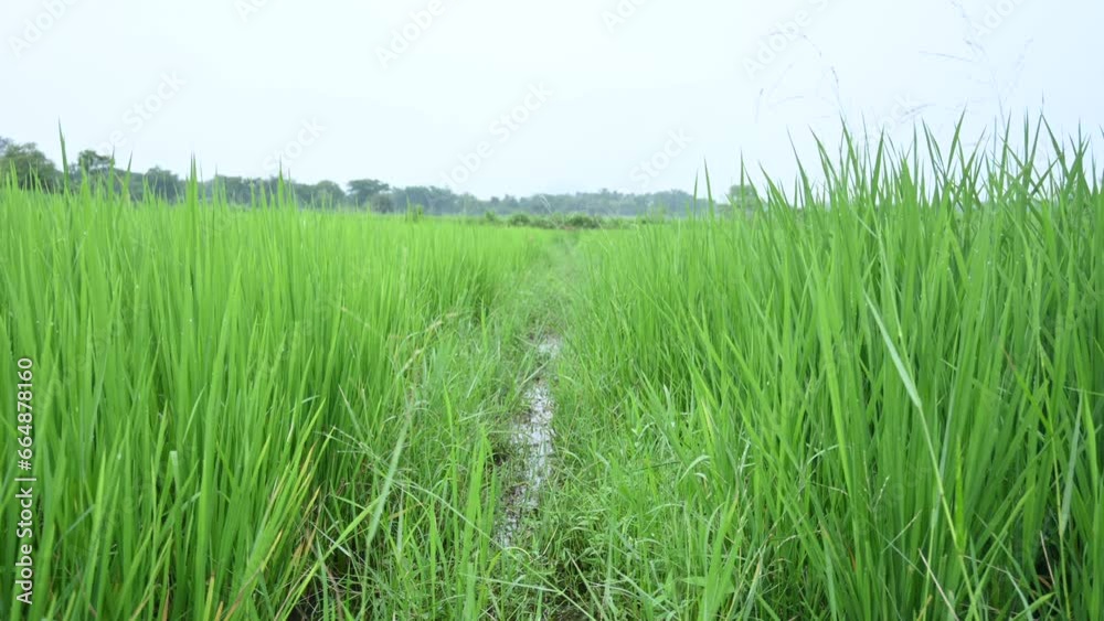 Rice fields. Green Paddy field farmland. Landscape of rice fields with rice plants in rural area. close up of green rice field in India. Rice fields. Green Paddy field farmland. Landscape of rice fields with rice plants in rural area. close up of green rice field in India.