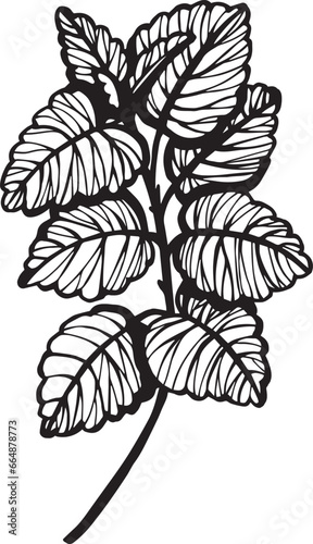Lemon balm Kitchen herb. Hand drawn vector plant illustration