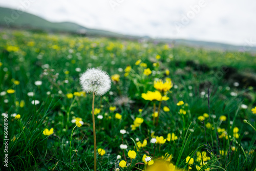 Flowers blooming in high altitude grassland  China