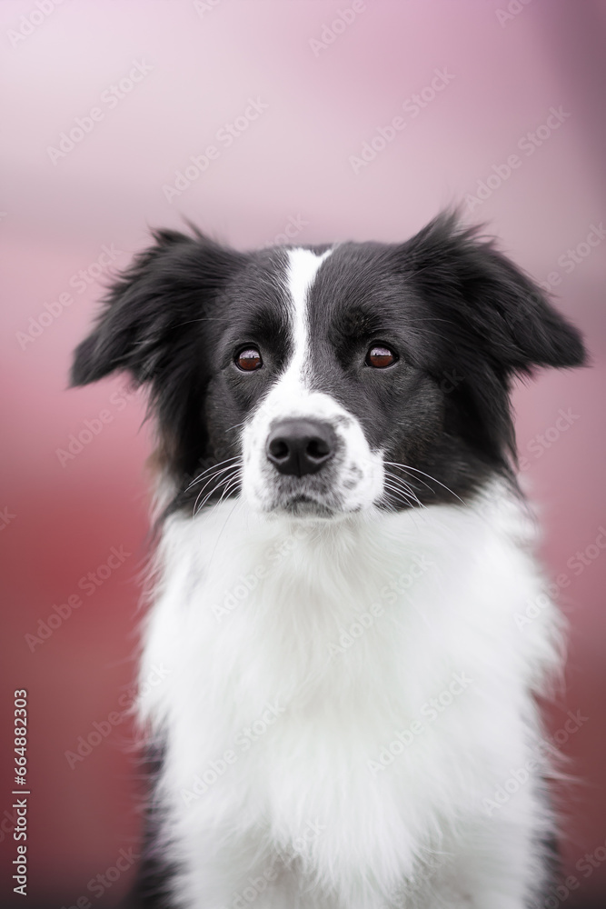 clever black and white border collie dog near purple glass building in the city centre
