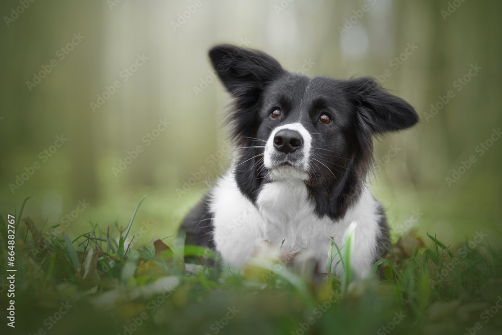 black and white border collie dog in green forest nature