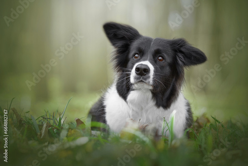 black and white border collie dog in green forest nature © Krystsina