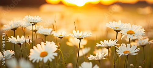 The landscape of white daisy blooms in a field with the focus. © MdImam