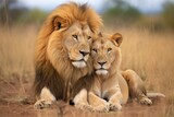 two lions nuzzling in a serene field