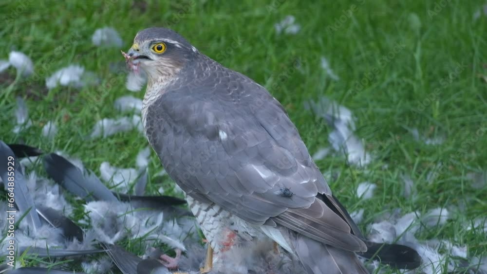 Female bird with feral pigeon prey. UK. The Eurasian sparrowhawk, also known as the northern sparrowhawk or simply the sparrowhawk, is a small bird of prey in the family Accipitridae. Female bird with feral pigeon prey. UK. The Eurasian sparrowhawk, also known as the northern sparrowhawk or simply the sparrowhawk, is a small bird of prey in the family Accipitridae.