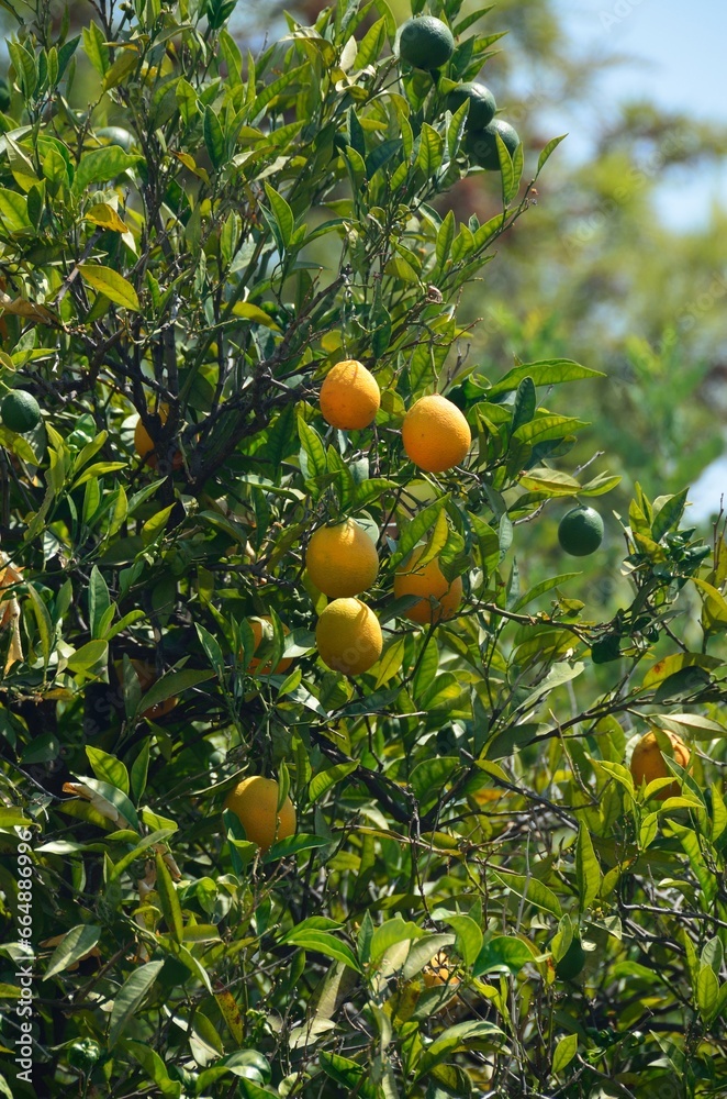 Naranjo con frutos en Tolox, provincia de Málaga