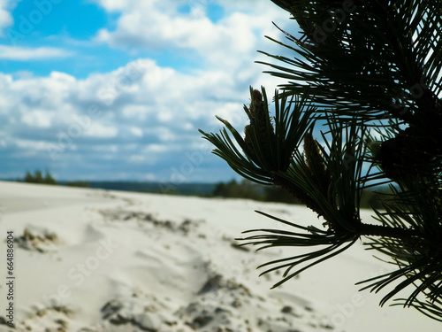 Sand dunes in Stilo, Leba Poland. photo