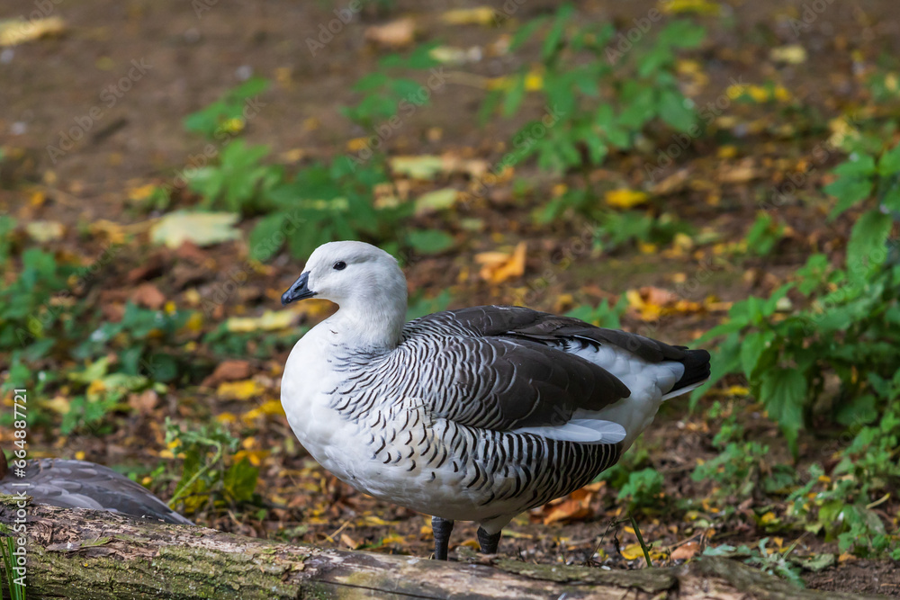 Magellanic goose - Chloephaga picta stands in a meadow in the grass.