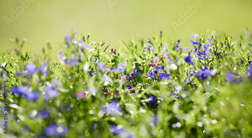 Meadow background of grass summer spring blurred green freshness with flowers © H_Ko