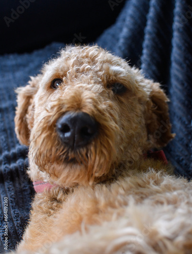 Airedale terrier curiously looking to camera for a portrait, laying on the sofa. The dog's coat gives the appearance of a teddy bear. Pet photography. 