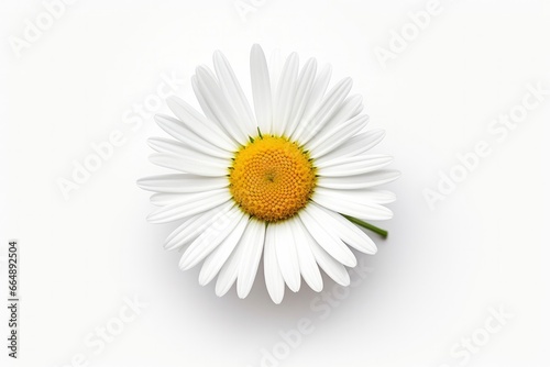 Common daisy isolated on white background. © Md