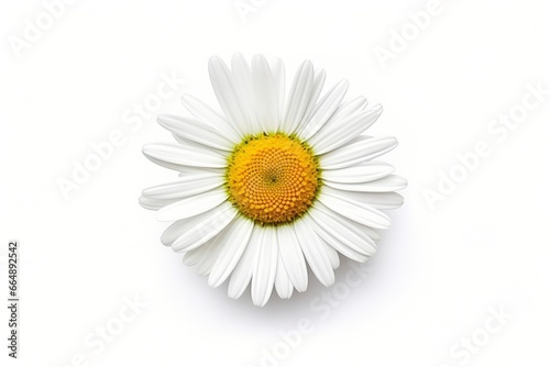 Common daisy isolated on white background. © Md