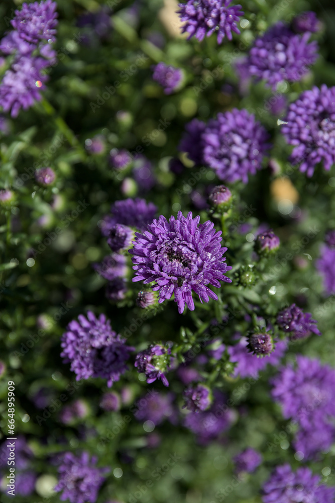 Many blossoms of a violet aster flower with green background. Vertical photo Many blossoms of a violet aster flower with green background. Vertical photo
