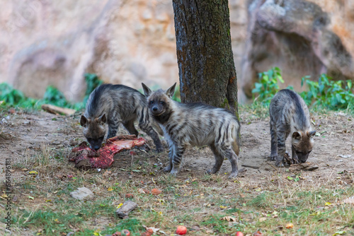 Hyena - Hyaena hyaena in its natural habitat. Young hyenas fight over food.