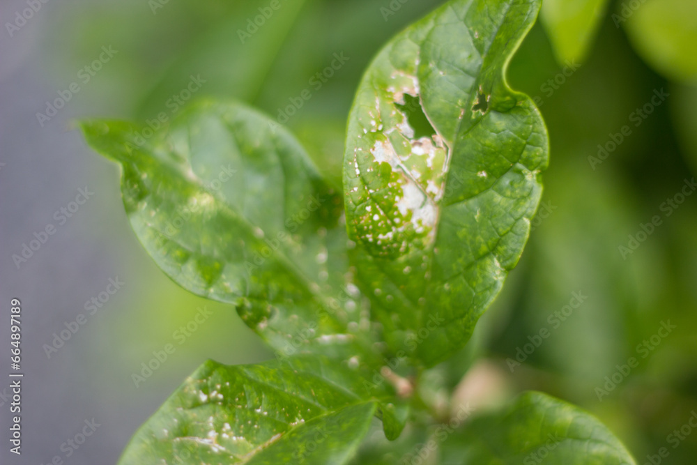 green leaf background, advertising backdrop concept.
