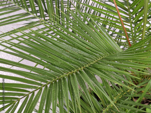 majesty palm growing in the pot