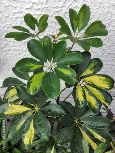 schefflera  dwarf s umbrella houseplant close up