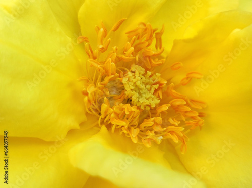 colorful roses in bloom close up