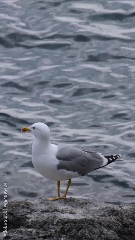 Close-up of an Yellow-legged gulls (Larus michahellis) standing on a rock against wavy sea water and looking around. Beautiful white and grey seagull bird with yellow beak on the cloudy coast. Close-up of an Yellow-legged gulls (Larus michahellis) standing on a rock against wavy sea water and looking around. Beautiful white and grey seagull bird with yellow beak on the cloudy coast.