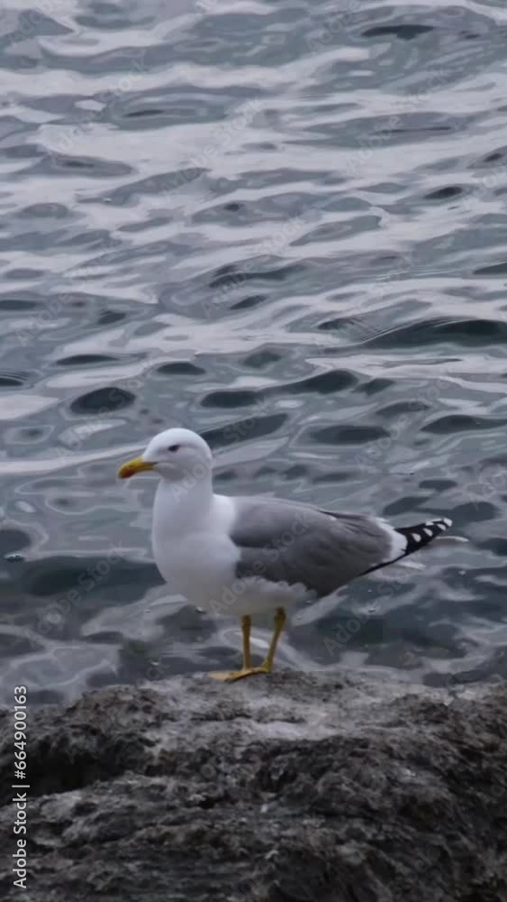 Close-up of a Yellow-legged gull (Larus michahellis) standing on a rock against wavy sea water and looking around. Beautiful white and grey seagull bird with yellow beak on the cloudy coast. Close-up of a Yellow-legged gull (Larus michahellis) standing on a rock against wavy sea water and looking around. Beautiful white and grey seagull bird with yellow beak on the cloudy coast.