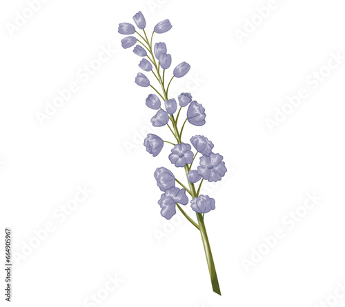 Cartoon purple lupine flower. Vector isolated plant, tender buds on the stem.
