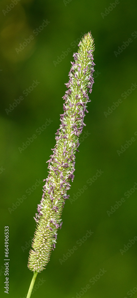 inflorescence of timothy grass in bloom detail isolated inflorescence of timothy grass in bloom detail isolated