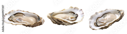 Delicate oyster, gourmet cuisine, isolated