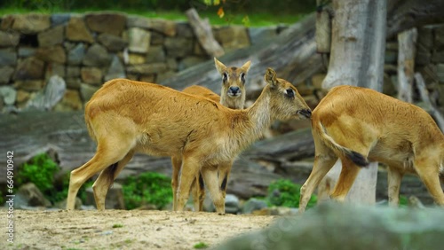 Video of Nile lechwe in zoo