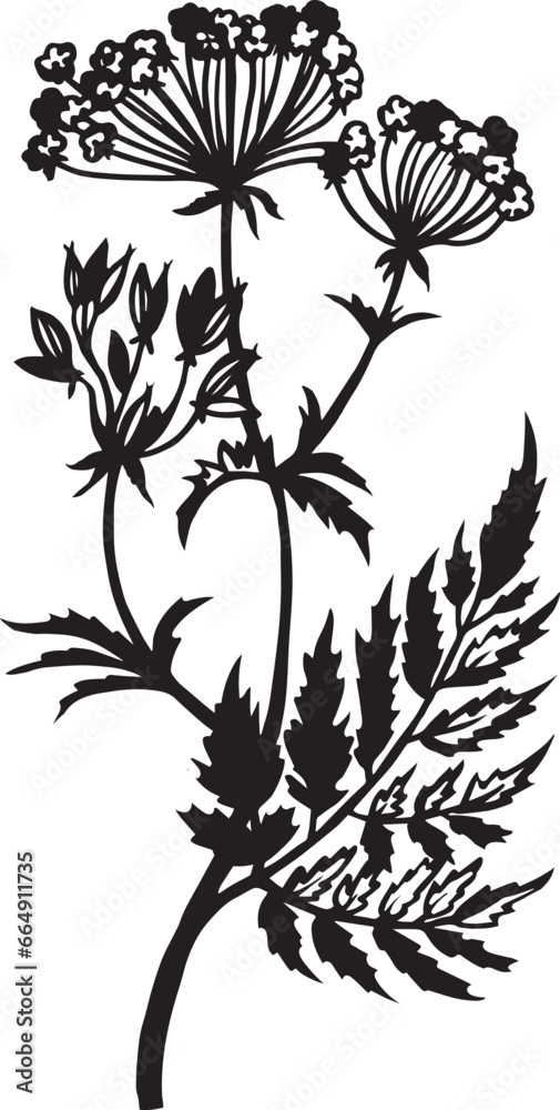 Sweet Cicely Kitchen herb. Hand drawn vector plant illustration
