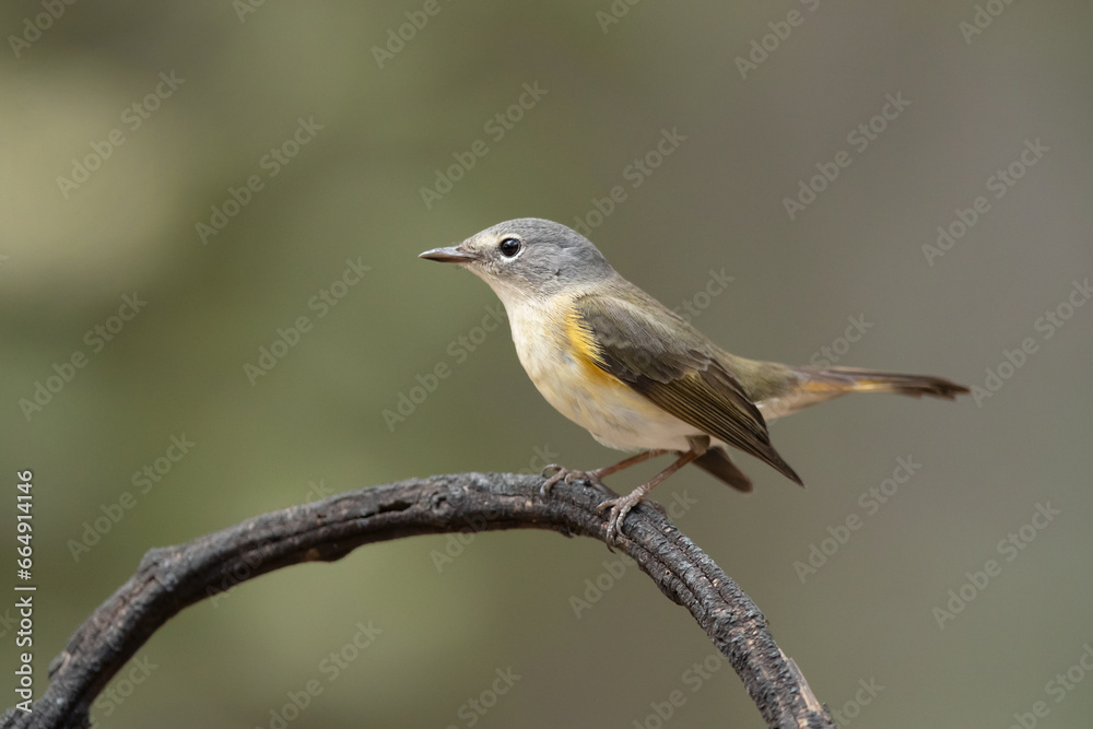 American redstart (Setophaga ruticilla) is a New World warbler. It is unrelated to the Old World American redstart (Setophaga ruticilla) is a New World warbler. It is unrelated to the Old World