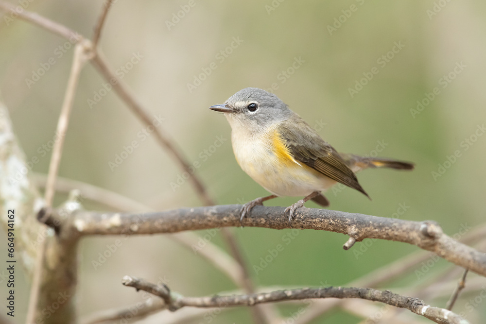 American redstart (Setophaga ruticilla) is a New World warbler. It is unrelated to the Old World American redstart (Setophaga ruticilla) is a New World warbler. It is unrelated to the Old World