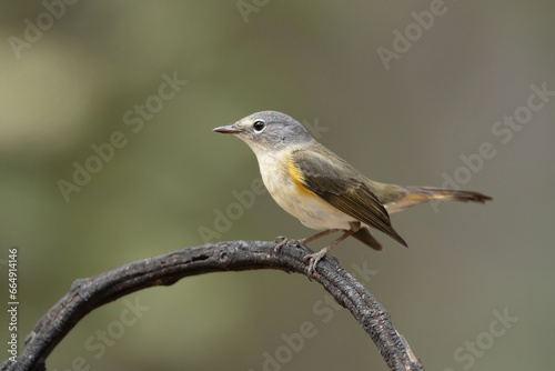 American redstart (Setophaga ruticilla) is a New World warbler. It is unrelated to the Old World © Milan