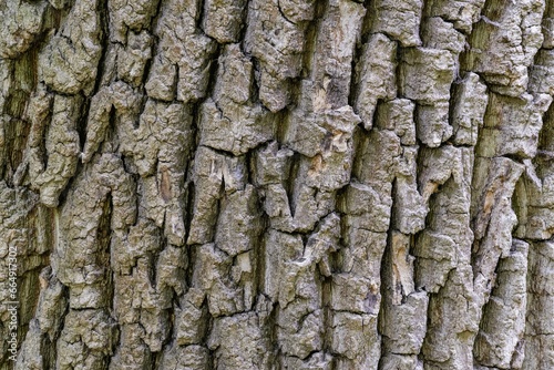 Close-up of a large tree with a sprawling trunk covered in vibrant green moss