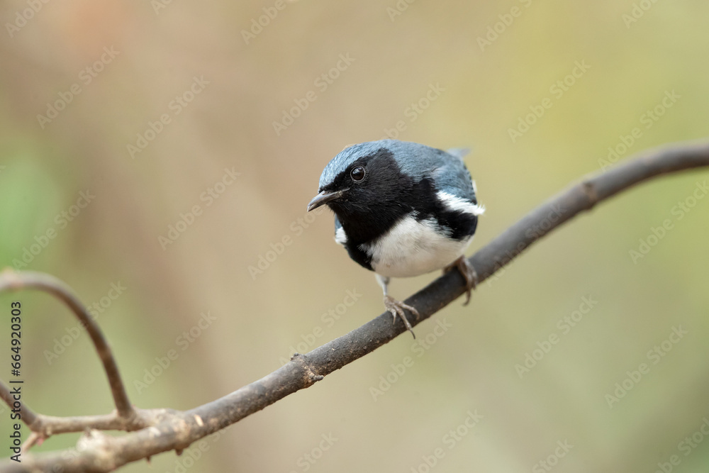 Fototapeta premium Black-throated blue warbler (Setophaga caerulescens) is a small passerine bird of the New World warbler family.