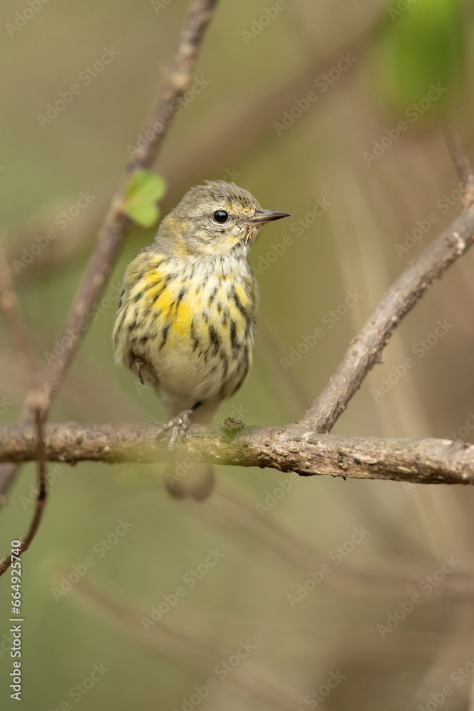 Cape May warbler (Setophaga tigrina) is a species of New World warbler. 