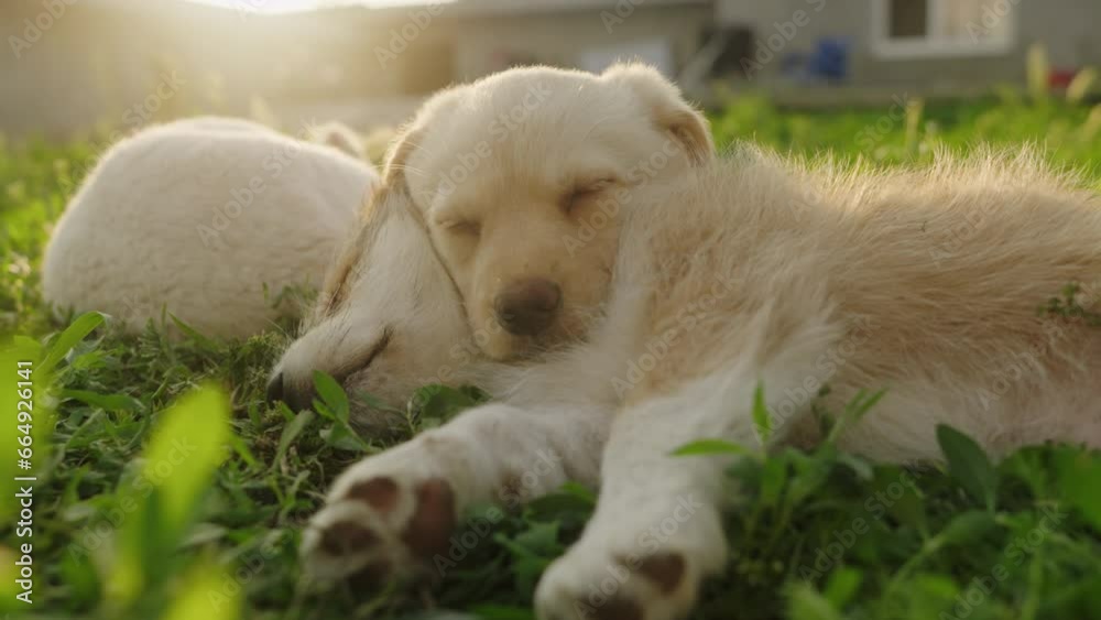 Two puppies lying on grass and sleeping in sunny garden. Four-legged canine friends always share the love. Two puppies lying on grass and sleeping in sunny garden. Four-legged canine friends always share the love.