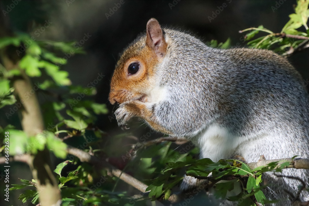 A beautiful squirrel in the forest eating fruit that it is gripped between its claws. A beautiful squirrel in the forest eating fruit that it is gripped between its claws.