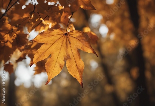 Collection of autumn leaves isolated on transparent or white background